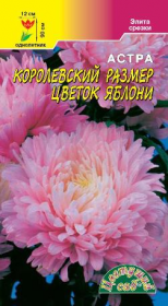 Астра Королевский размер Цветок яблони (Цвет.Сад)