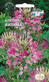 Клеома Вильма (СеДеК)