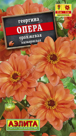 Георгина Опера оранжевая (Аэлита)